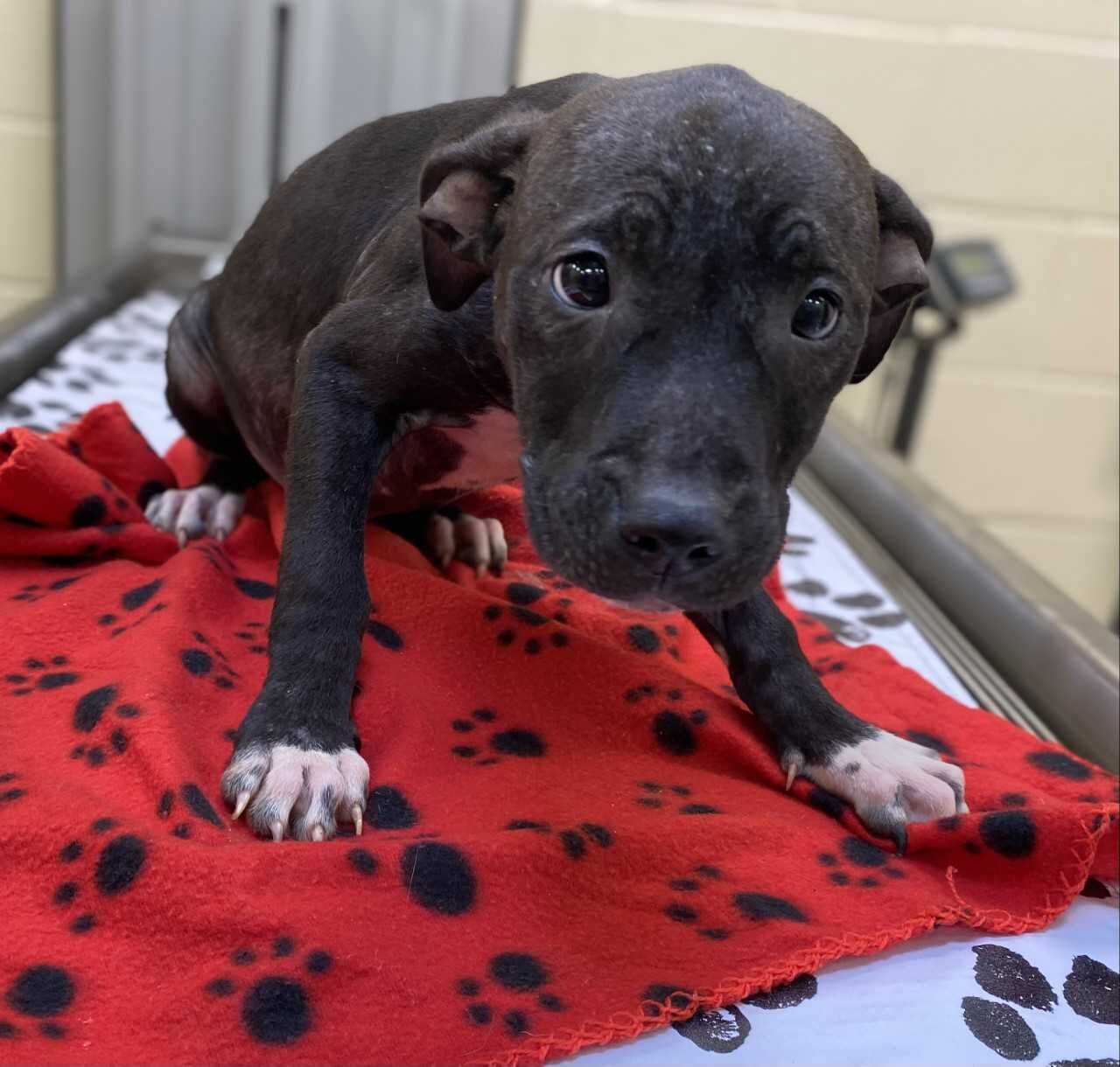 EFFY – ID#A017025, rescue only